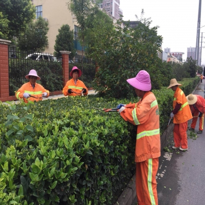 新站區(qū)道路清掃保潔、綠化管養(yǎng)項目